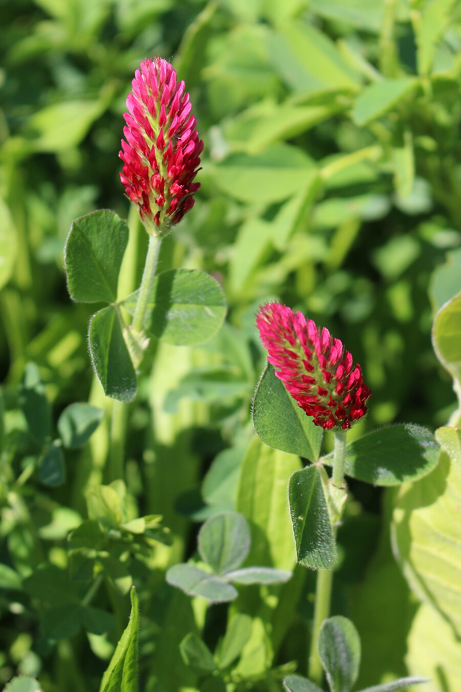 Crimson Flower seeds for Planting Colorful Display Heirloom & GMO Free Seeds for Home Garden