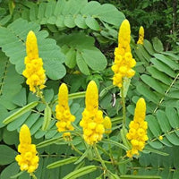 Yellow Cassia Alata Flower seeds for Planting - Vibrant Colors, Heirloom & GMO Free Seeds for Home Garden