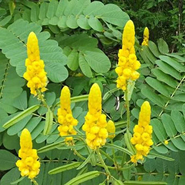 Yellow Cassia Alata Flower seeds for Planting - Vibrant Colors, Heirloom & GMO Free Seeds for Home Garden