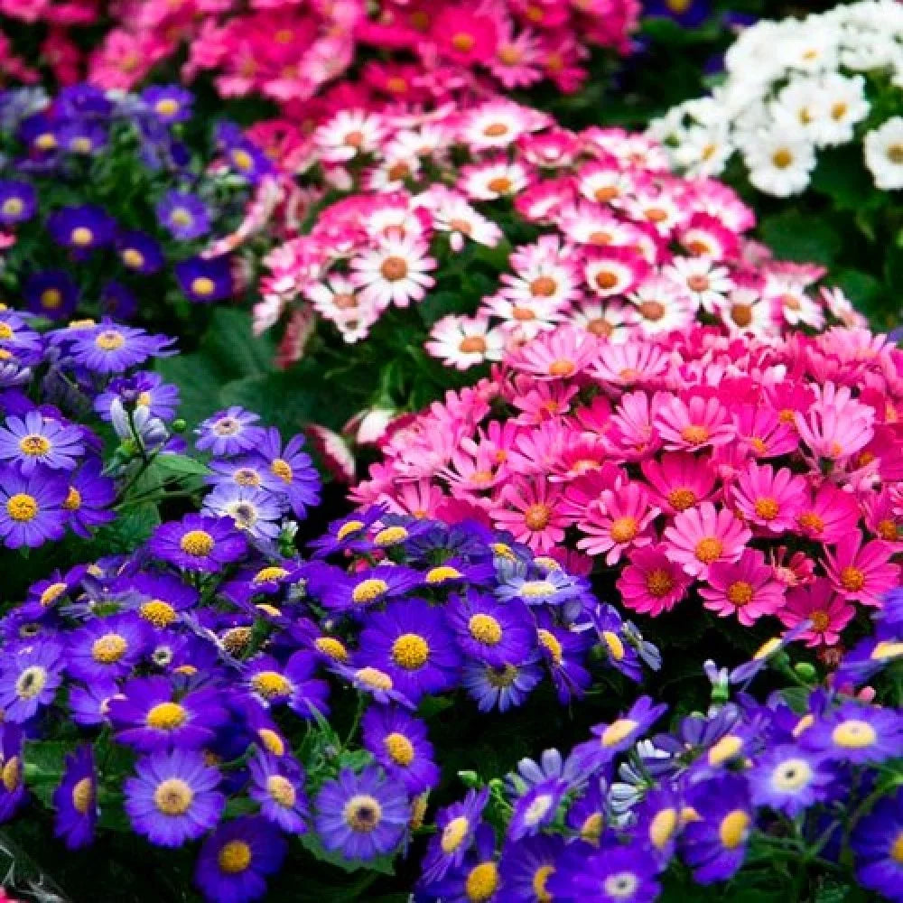 Purple Mixed Cineraria Flower Seeds for Planting Long Bloom Season Heirloom & GMO Free Seeds for Home Garden
 
 Sale