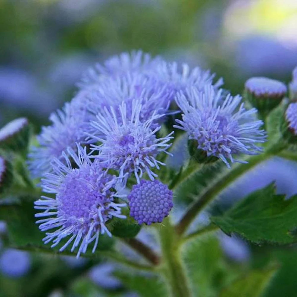Maidenhair Flower seeds for Planting Seasonal Bloomer Heirloom & GMO Free Seeds for Home Garden