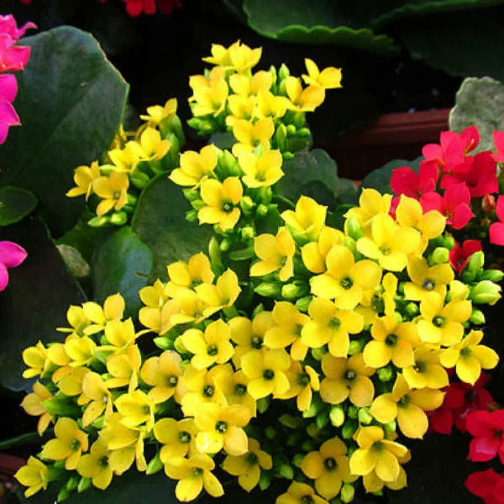Mixed Kalanchoe Flower seeds for Planting Cut Flower Favorite Heirloom & GMO Free Seeds for Home Garden 
 
 Sale