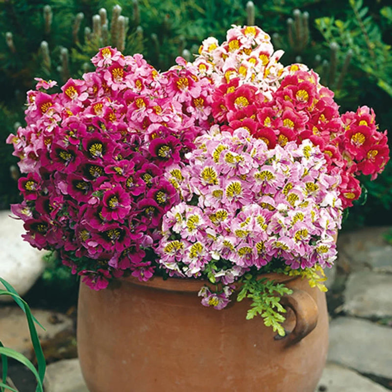 Schizanthus Flower seeds for Planting - Wildflower Mix, Heirloom & GMO Free Seeds for Home Garden