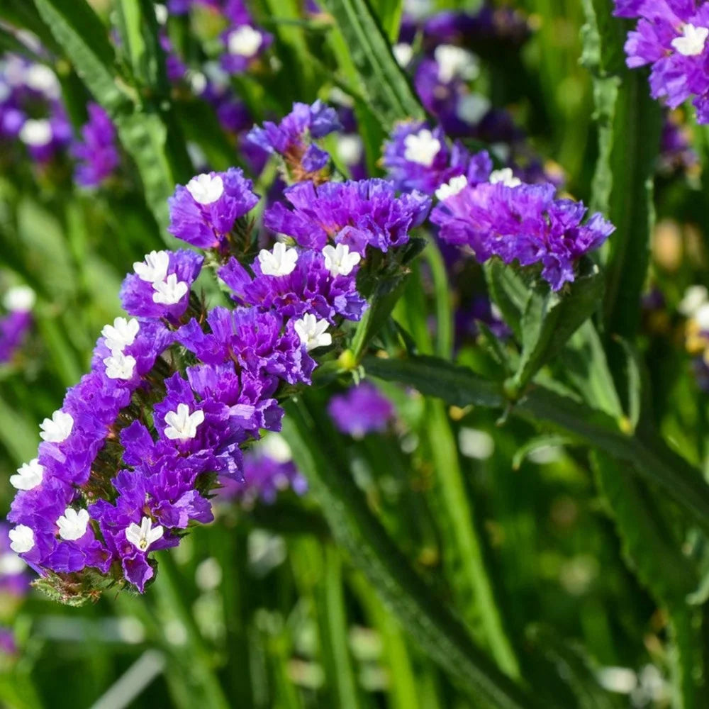 Sea Lavender Flower seeds for Planting - Long Bloom Season, Heirloom & GMO Free Seeds for Home Garden