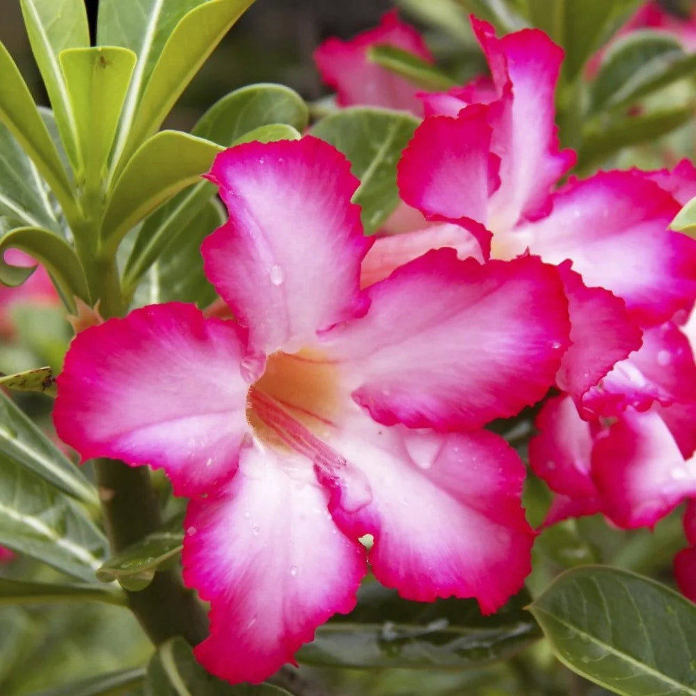 Red Pink Adenium Flower Seeds for Planting Drought Tolerant Heirloom & GMO Free Seeds for Home Garden
 
 Sale