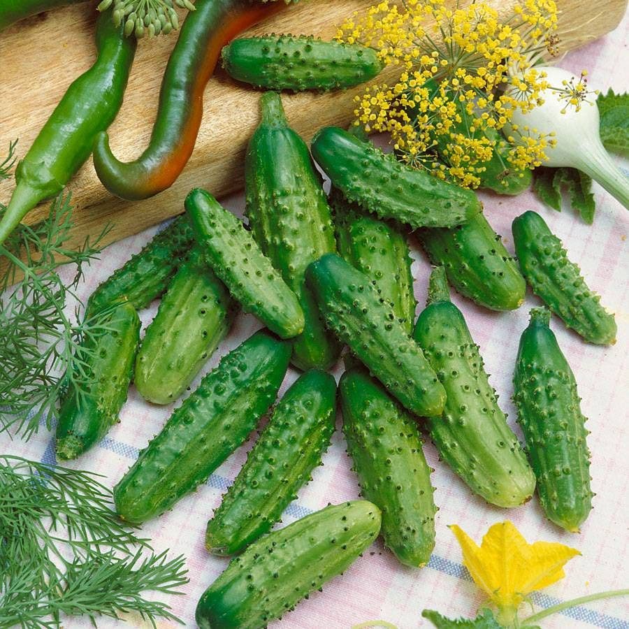 Parisian Pickle cucumber seedlings sprouting from seeds