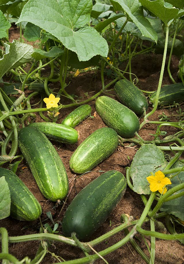 Cucumber seeds for planting Cucumis sativus variety