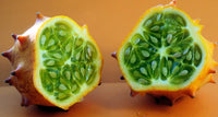 Cucumis metuliferus vines developing from seeds