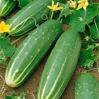 Cucumis sativus vine seeds for home garden