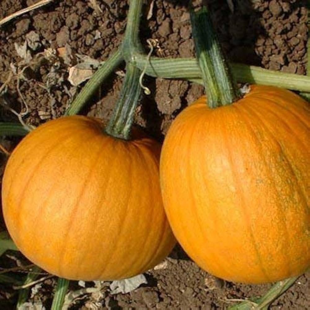 Cucurbita pepo seedlings sprouting from organic Mooregold seeds