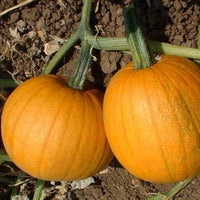 Cucurbita pepo seedlings sprouting from organic Mooregold seeds