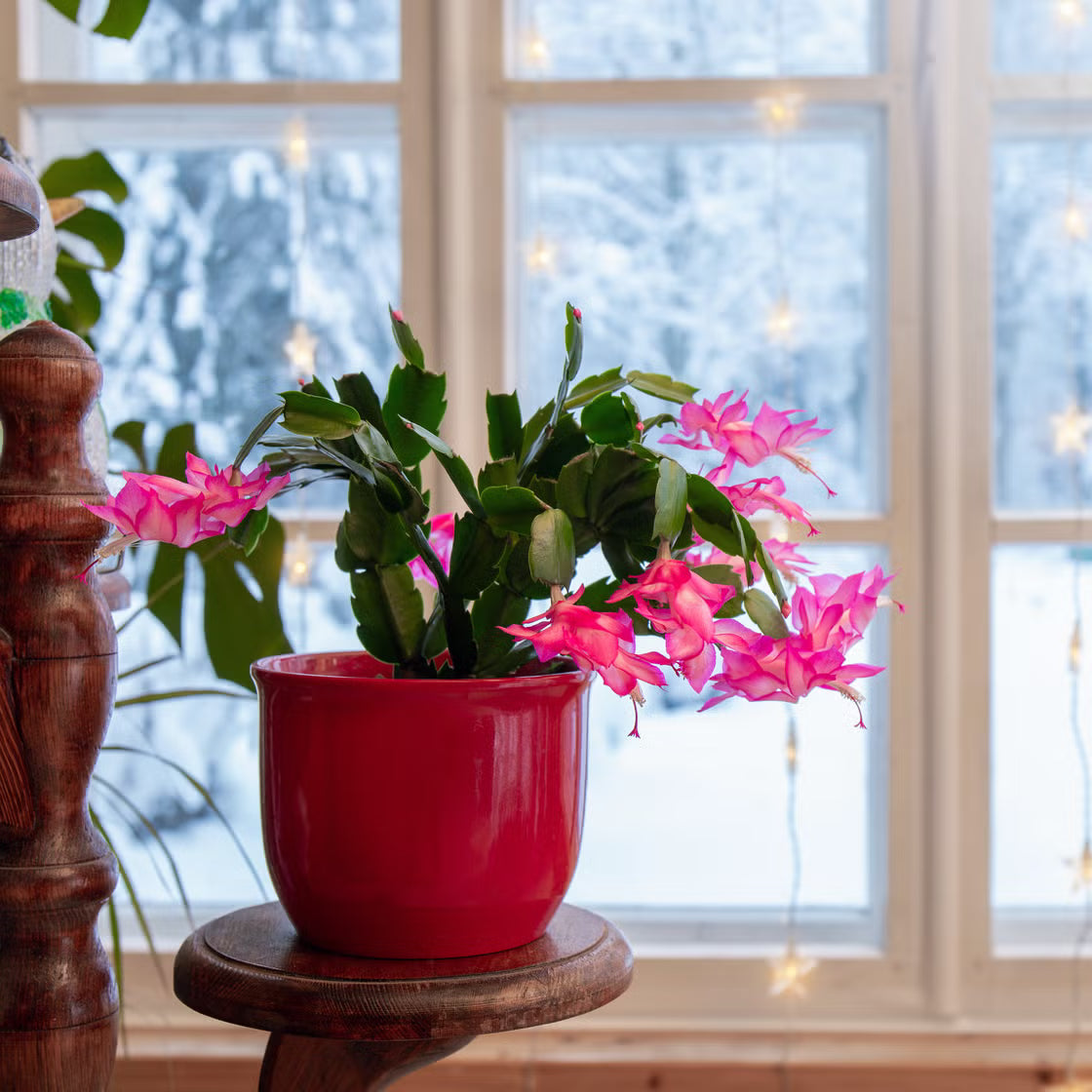 Schlumbergera Flower seeds for Planting Seasonal Bloomer Heirloom & GMO Free Seeds for Home Garden