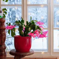 Schlumbergera Flower seeds for Planting Seasonal Bloomer Heirloom & GMO Free Seeds for Home Garden