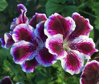 Queling Geranium Flower seeds for Planting, Premium Quality Heirloom & GMO Free Seeds for Home Garden