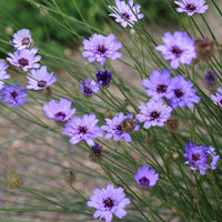 Cupid's Flower seeds for Planting Low Maintenance Heirloom & GMO Free Seeds for Home Garden 
 
 Sale