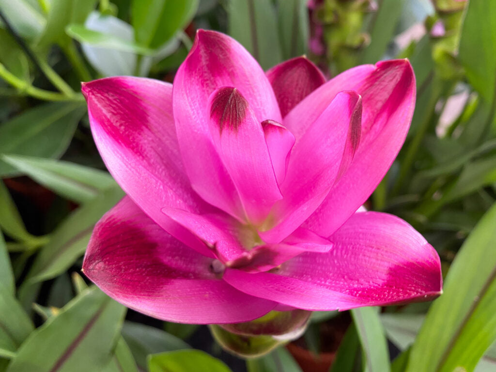 Curcuma Flower seeds for Planting - Perfect for Borders, Heirloom & GMO Free Seeds for Home Garden