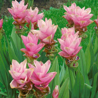 Pink Rhizoma Curcuma Flower seeds for Planting Shade Tolerant Heirloom & GMO Free Seeds for Home Garden 
 
 Sale