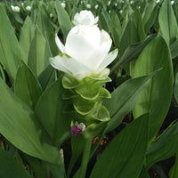 Curcuma Longa Flower seeds for Planting Bright Blooms Heirloom & GMO Free Seeds for Home Garden
 
 Sale