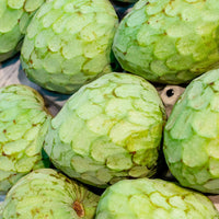 Step-by-Step Planting Instructions for Custard Apple (Cherimoya) Seeds