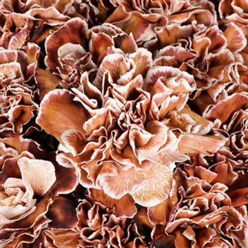 Brown (Brown White) seeds for planting in home garden