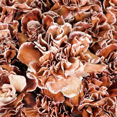 100 Pcs