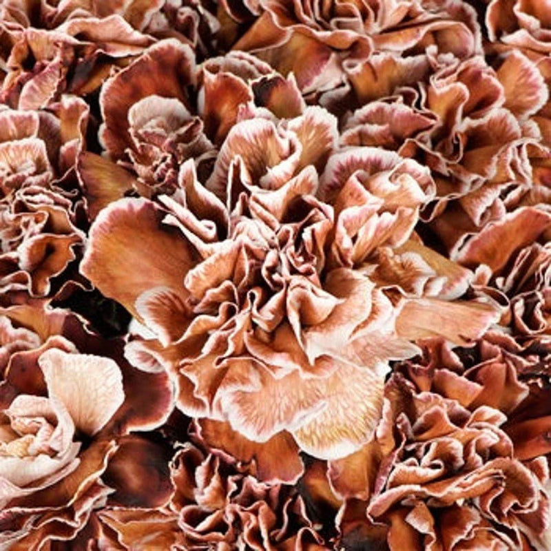 Brown (Brown White) seeds for planting in home garden