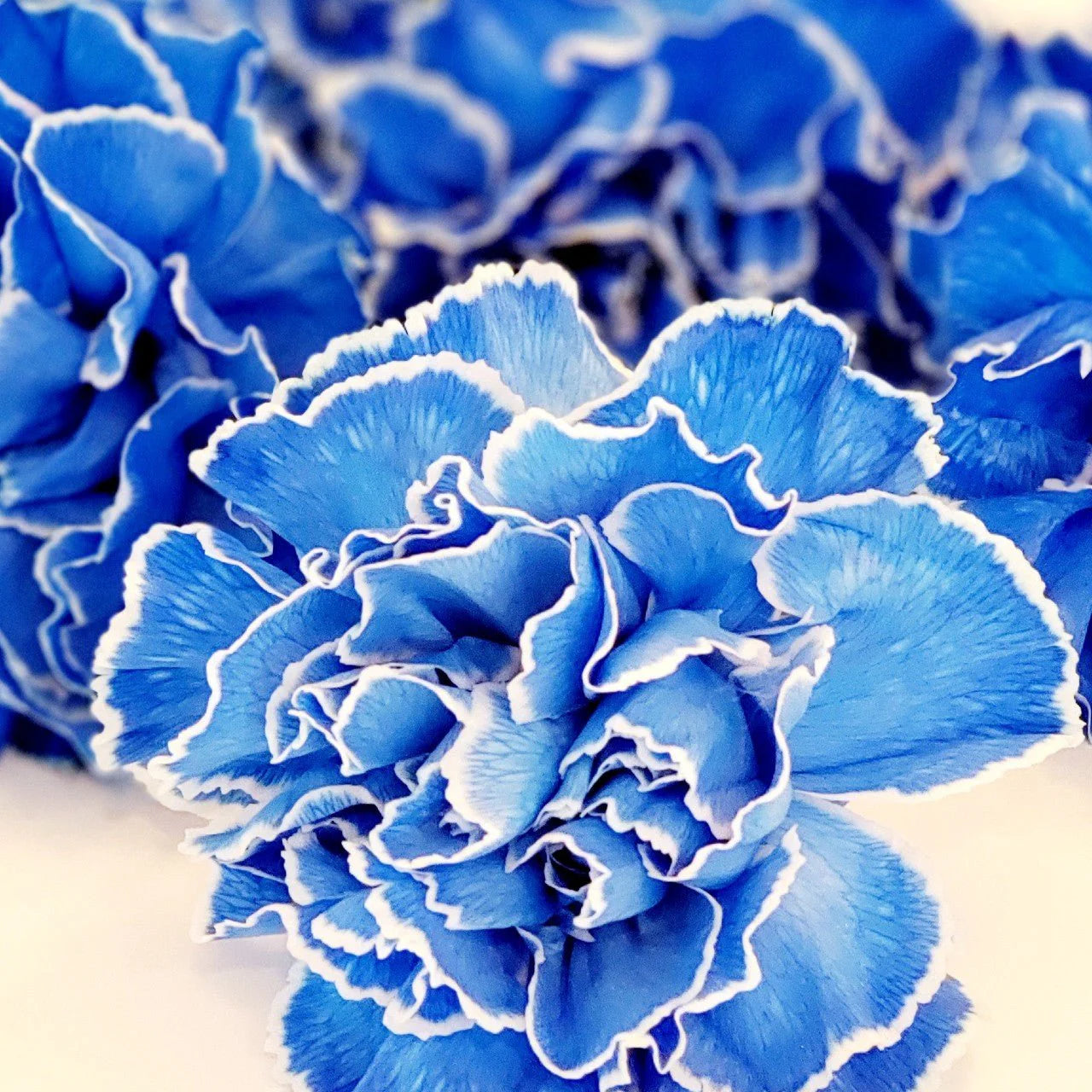 White Blue Carnation Flower seeds for Planting Colorful Display Heirloom & GMO Free Seeds for Home Garden