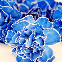 White Blue Carnation Flower seeds for Planting Colorful Display Heirloom & GMO Free Seeds for Home Garden