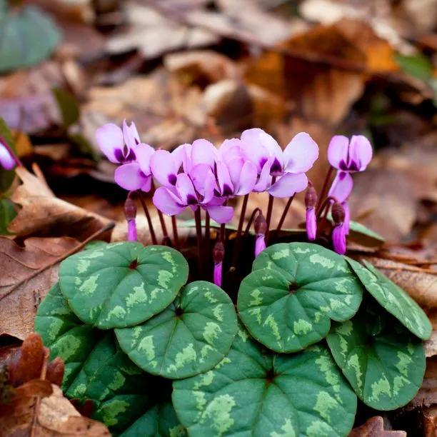 Cyclamen Light Pink Flower seeds for Planting - Garden Favorite, Heirloom & GMO Free Seeds for Home Garden