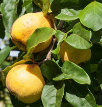 Yellow Quince Seeds for Planting  Grow Your Own Fruit