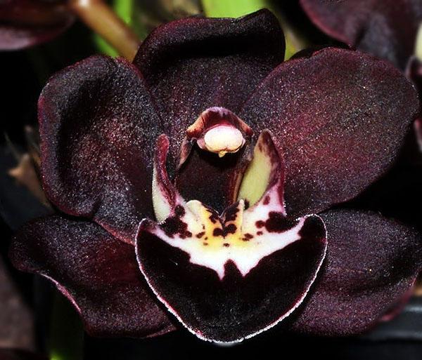 Black Phalaenopsis Orchid Flower seeds for Planting Garden Favorite Heirloom & GMO Free Seeds for Home Garden