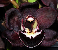 Black Phalaenopsis Orchid Flower seeds for Planting Garden Favorite Heirloom & GMO Free Seeds for Home Garden