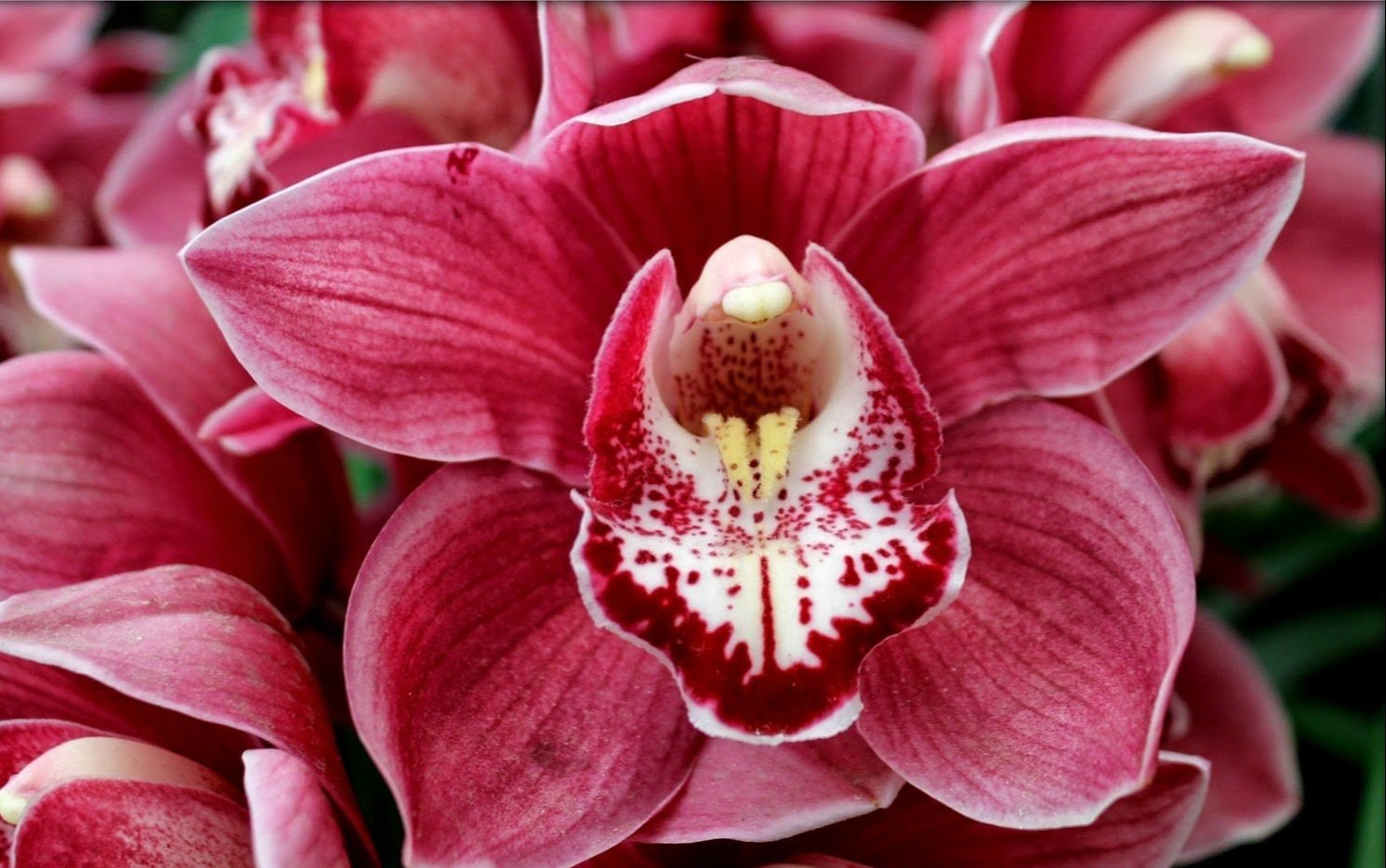 Red Cymbidium Flower seeds for Planting - Drought Tolerant, Heirloom & GMO Free Seeds for Home Garden