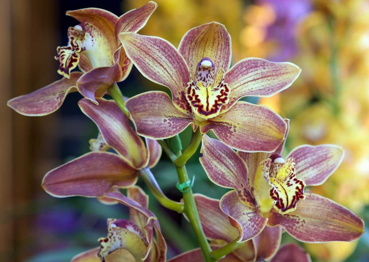Orchid Cymbidium Flower seeds for Planting - Long Bloom Season, Heirloom & GMO Free Seeds for Home Garden