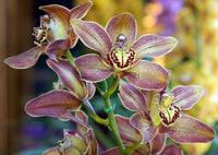 Orchid Cymbidium Flower seeds for Planting - Long Bloom Season, Heirloom & GMO Free Seeds for Home Garden