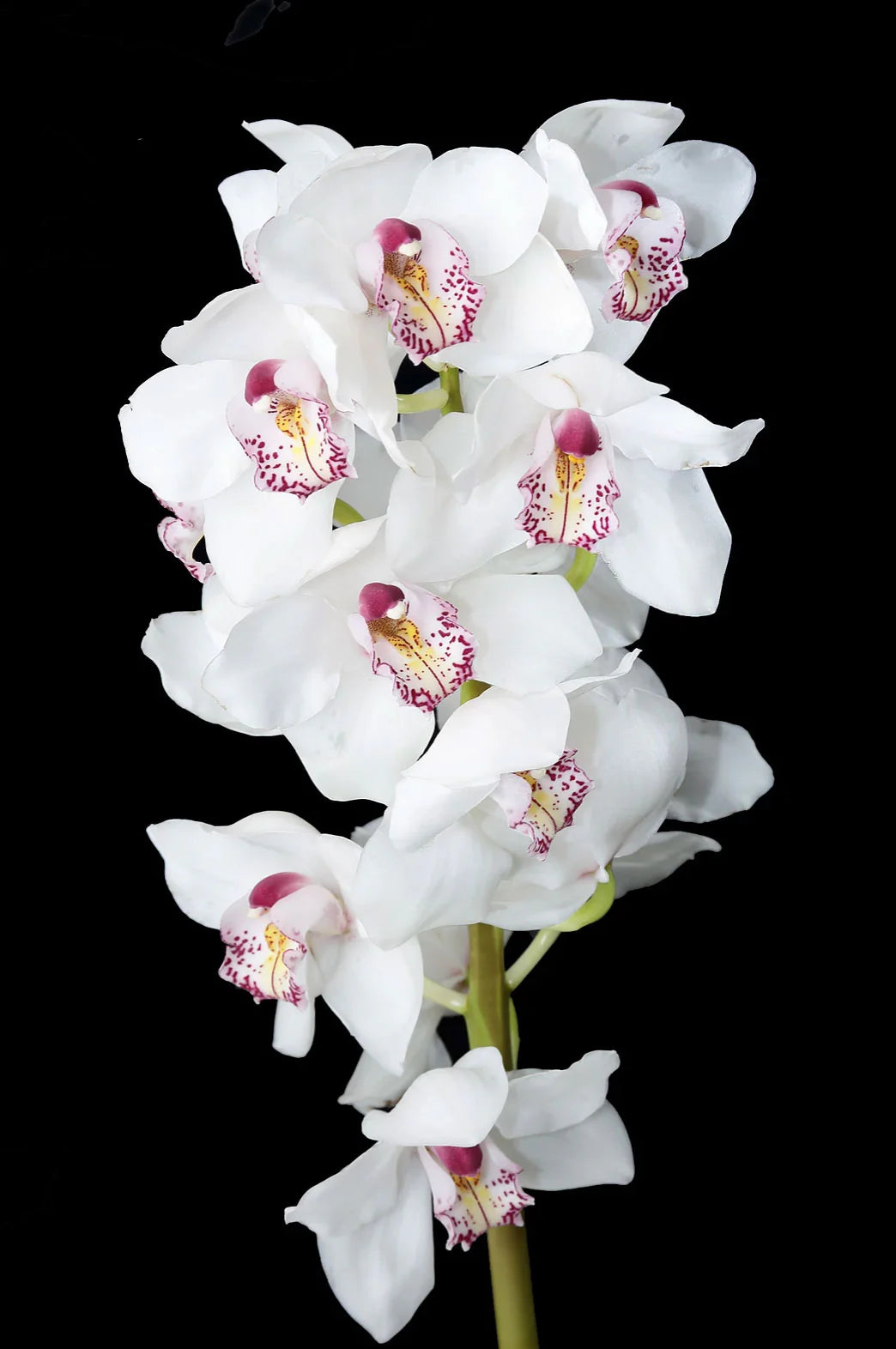 Cymbidium Maxillaria Goeringii Plant Seeds for Planting - Seeds for Elegant White Blooms in Your Garden
