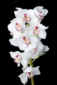 Cymbidium Maxillaria Goeringii Plant Seeds for Planting - Seeds for Elegant White Blooms in Your Garden