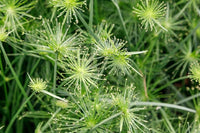 Yellow Cyperus Papyrus Flower seeds for Planting - Cut Flower Favorite, Heirloom & GMO Free Seeds for Home Garden
