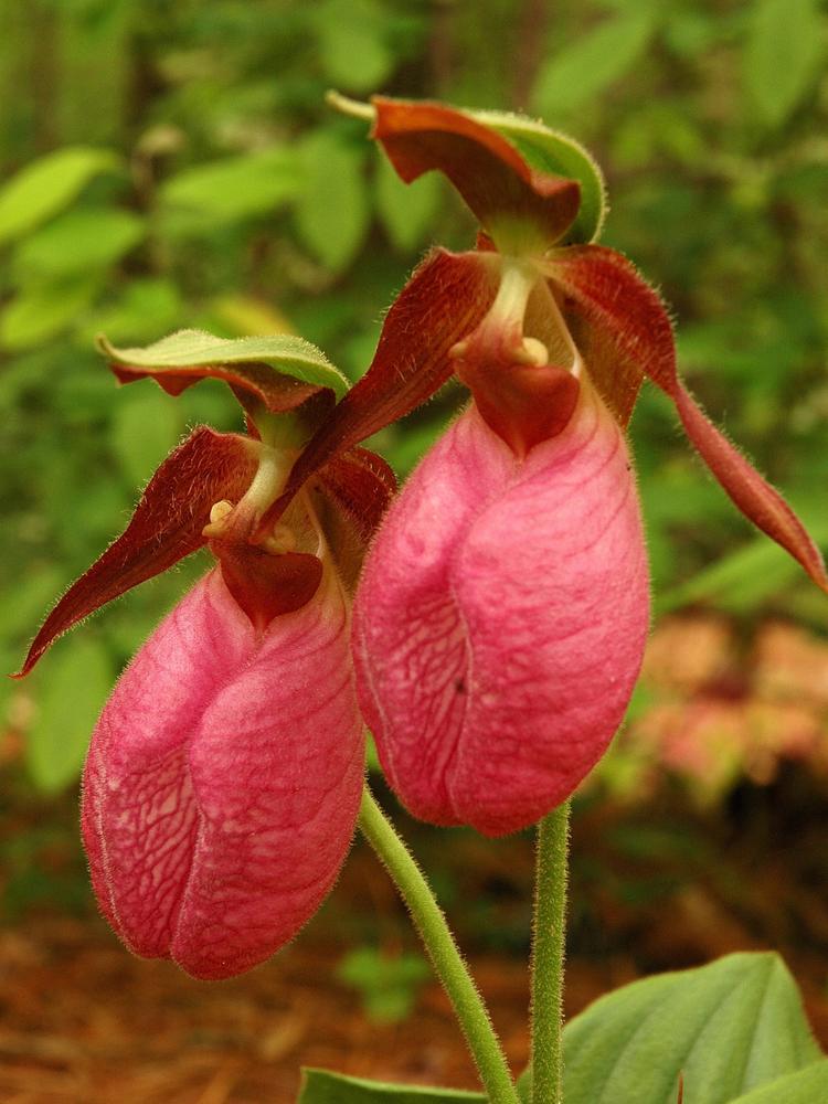 Cypripedium Acaule Flower seeds for Planting - Bright Blooms, Heirloom & GMO Free Seeds for Home Garden