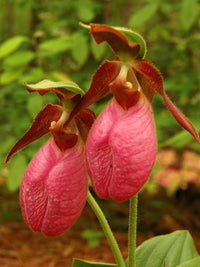 Cypripedium Acaule Flower seeds for Planting - Bright Blooms, Heirloom & GMO Free Seeds for Home Garden