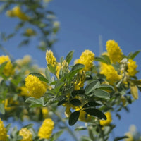 Cytisus Battandieri Plant Seeds for garden beautification
