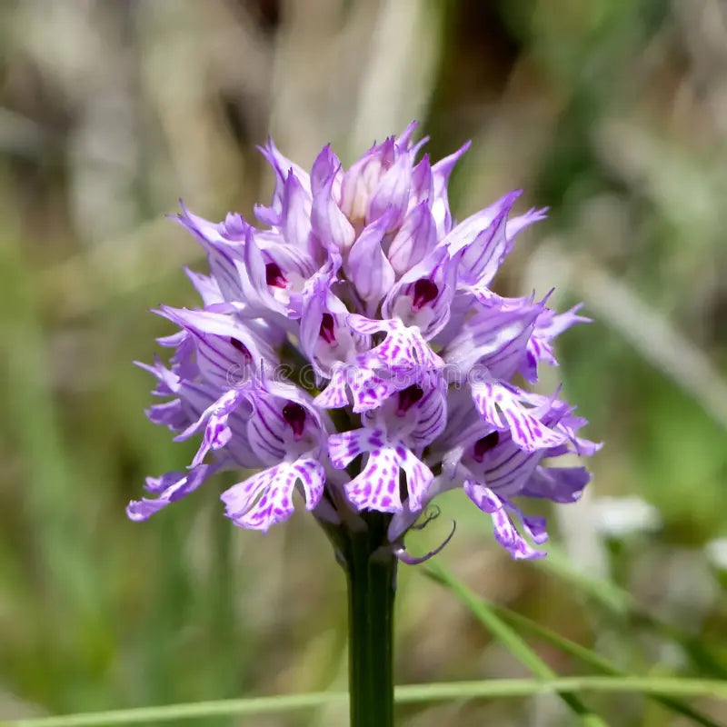 Orchis Italica Flower seeds for Planting - Compact Growth, Heirloom & GMO Free Seeds for Home Garden