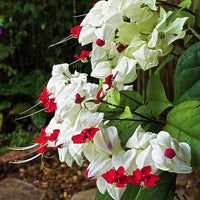 White Clerodendrum Thomsonae Hanging Flower Seeds for Planting Vibrant Colors Heirloom & GMO Free Seeds for Home Garden
 
 Sale