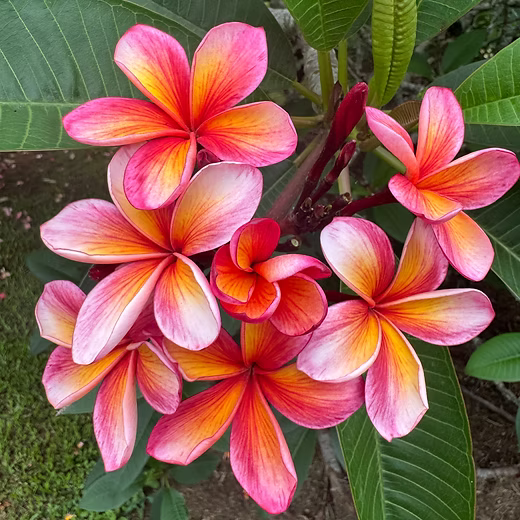 Frangipani Flower seeds for Planting - Long Bloom Season, Heirloom & GMO Free Seeds for Home Garden