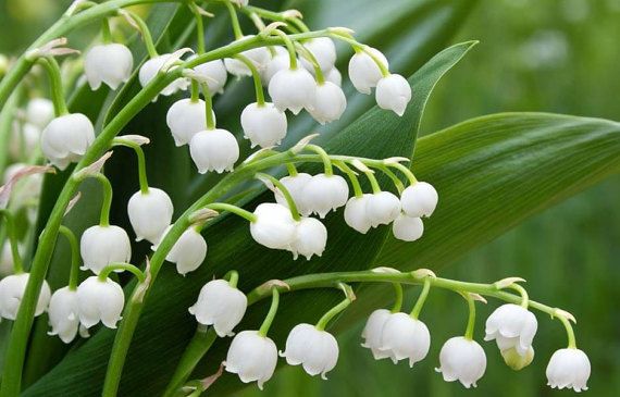 White Bell Orchid Flower Seeds – Shade Tolerant Heirloom & NonGMO Seeds for Home Garden
 
 Sale