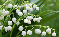 White Bell Orchid Flower Seeds – Shade Tolerant Heirloom & NonGMO Seeds for Home Garden
 
 Sale