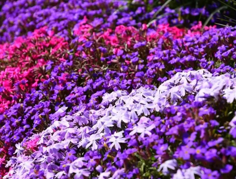 Mix Creeping Thyme Flower seeds for Planting - Sun Loving, Heirloom & GMO Free Seeds for Home Garden