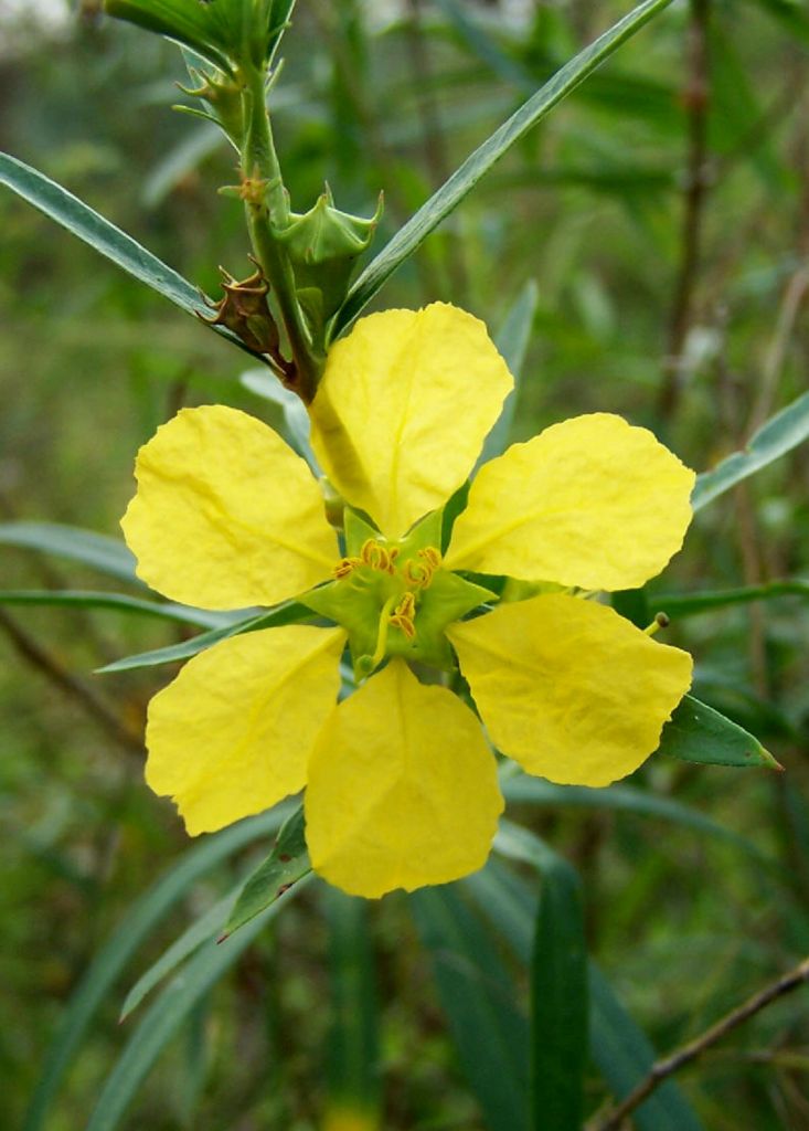 Yellow Heimia Flower seeds for Planting Shade Tolerant Heirloom & GMO Free Seeds for Home Garden 
 
 Sale