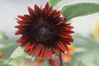 Moulin Rouge SunFlower seeds for Planting Wildflower Mix Heirloom & GMO Free Seeds for Home Garden 
 
 Sale