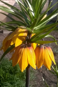 Yellow Fritillaria Imperialis Flower seeds for Planting Premium Quality Heirloom & GMO Free Seeds for Home Garden 
 
 Sale